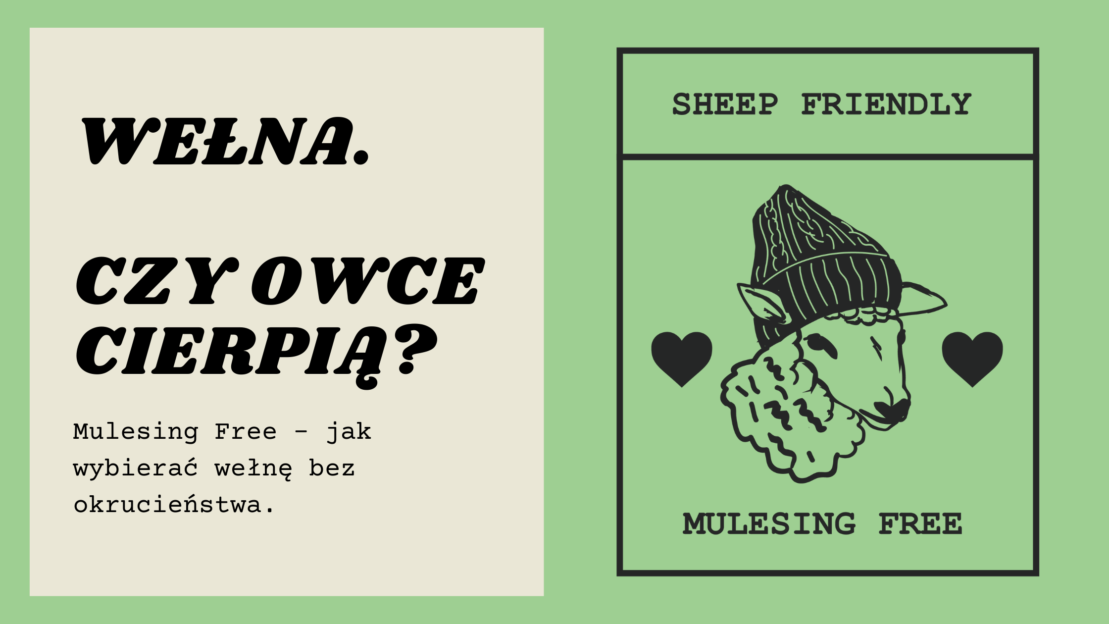 Czy owce cierpią? Czyli jak wybierać wełnę bez okrucieństwa - Mulesing Free